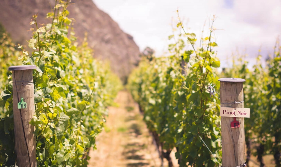 Gibbston Valley Winery Home Block Vineyard